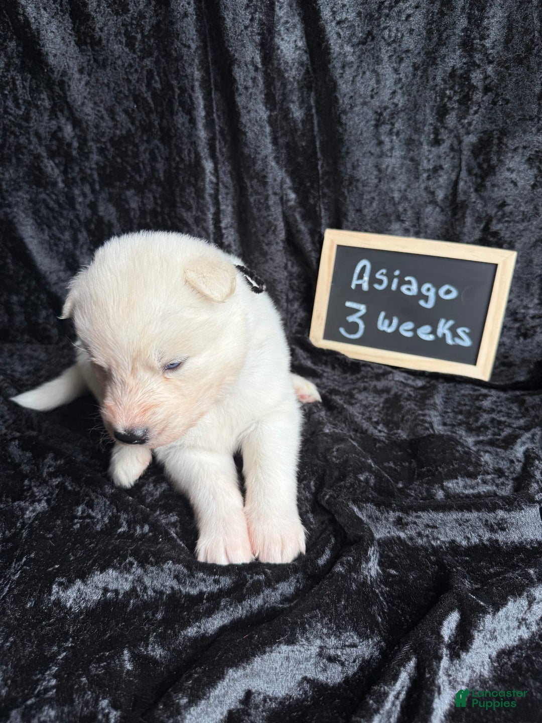 Siberian Husky dogs for sale: Asiago - Image 1