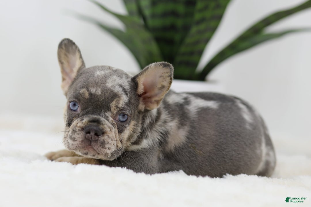 French Bulldog dogs for sale: Mario - Image 3