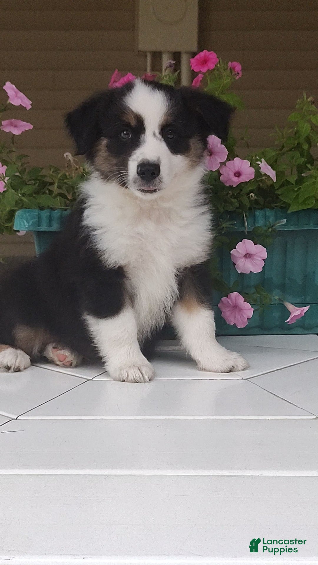 Miniature Australian Shepherd dogs for sale: Forest - Image 4