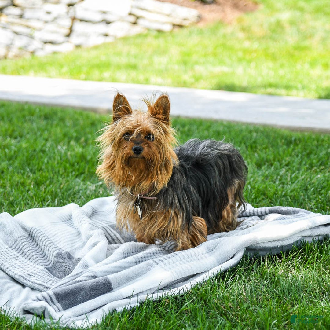 Yorkiepoo dogs for sale: Moose Tracks - Image 4
