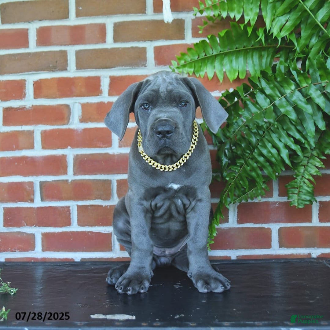 Cane Corso dogs for sale: Jasmine - Image 6