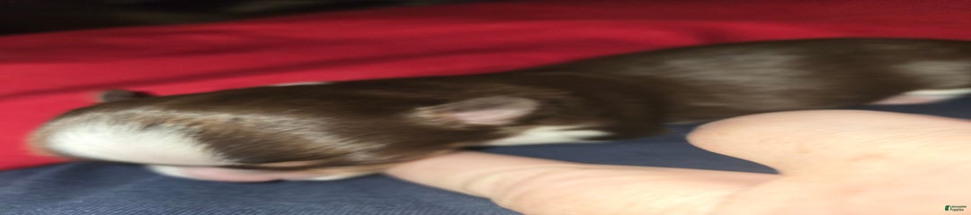 Long Hair Chocolate/white Boy