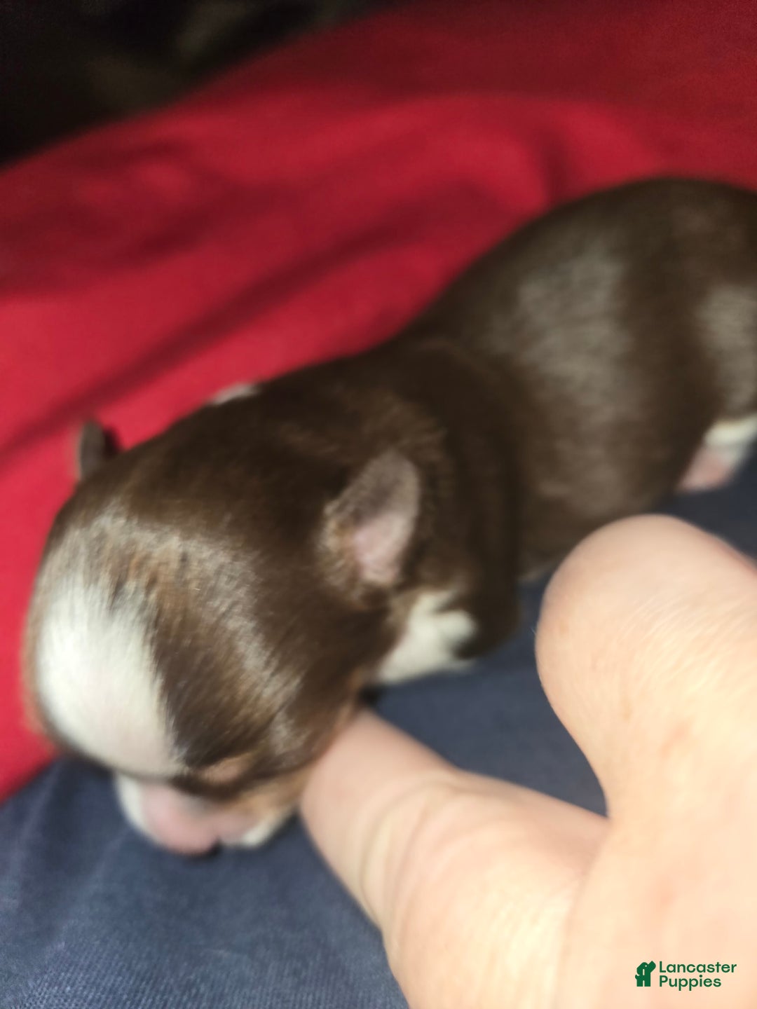 Chihuahua dogs for sale: Long Hair Chocolate/white Boy - Image 3