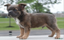 Frenchton dogs for sale: Milo Fluffy - Image 2