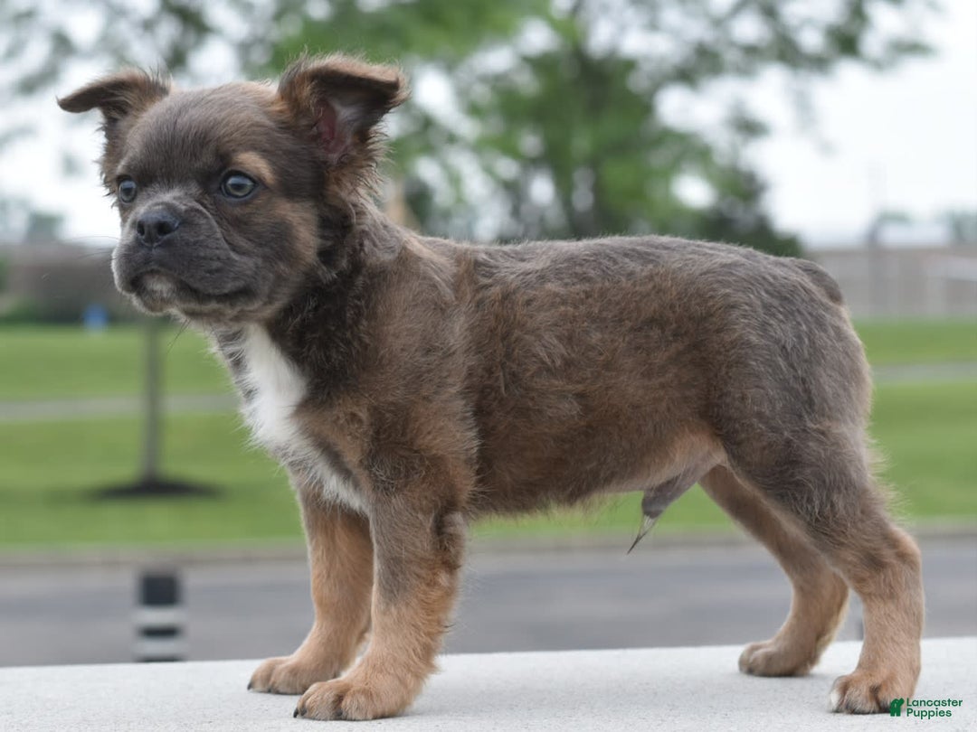 Frenchton dogs for sale: Milo Fluffy - Image 2