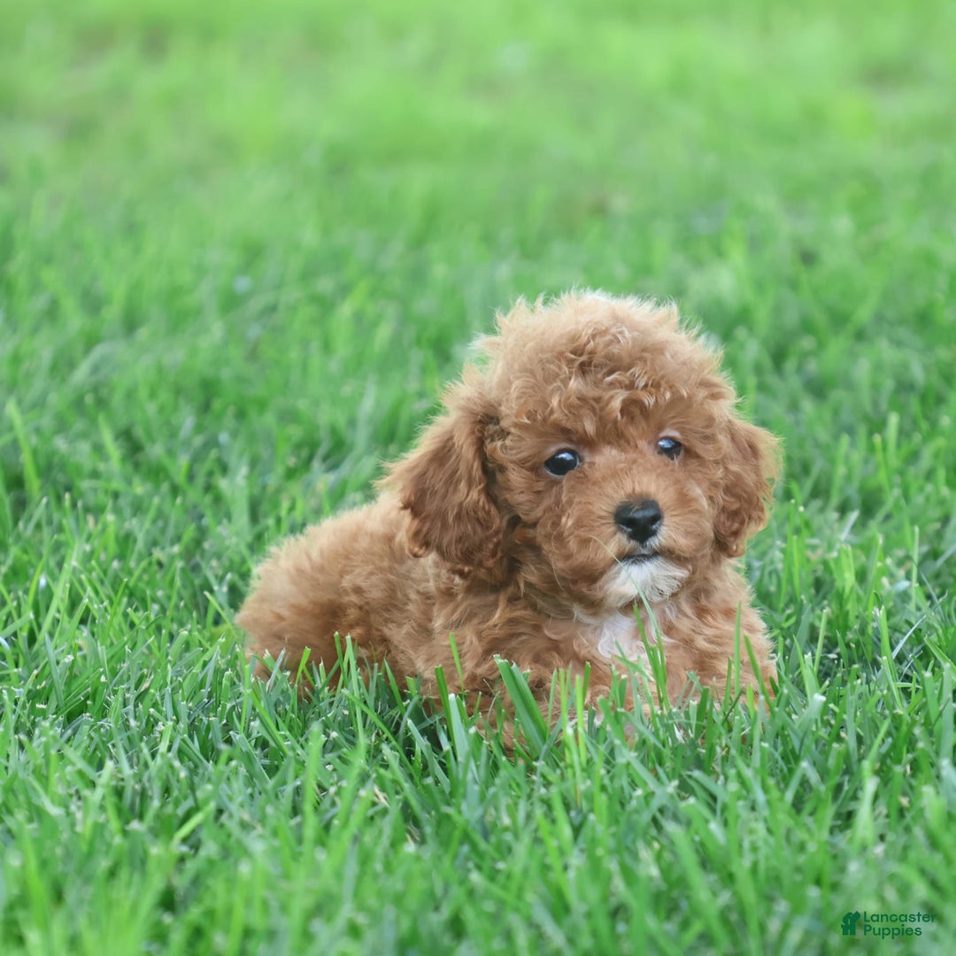 Toy Poodle dogs for sale: Ellie - Image 12