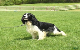 English Springer Spaniel dogs for sale: Pansy - Image 6