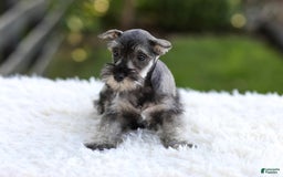 Miniature Schnauzer dogs for sale: Angel - Image 1