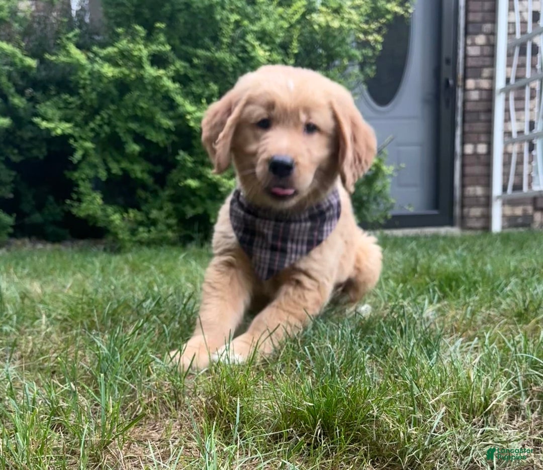 Golden Retriever dogs for sale: Hunter - Image 1