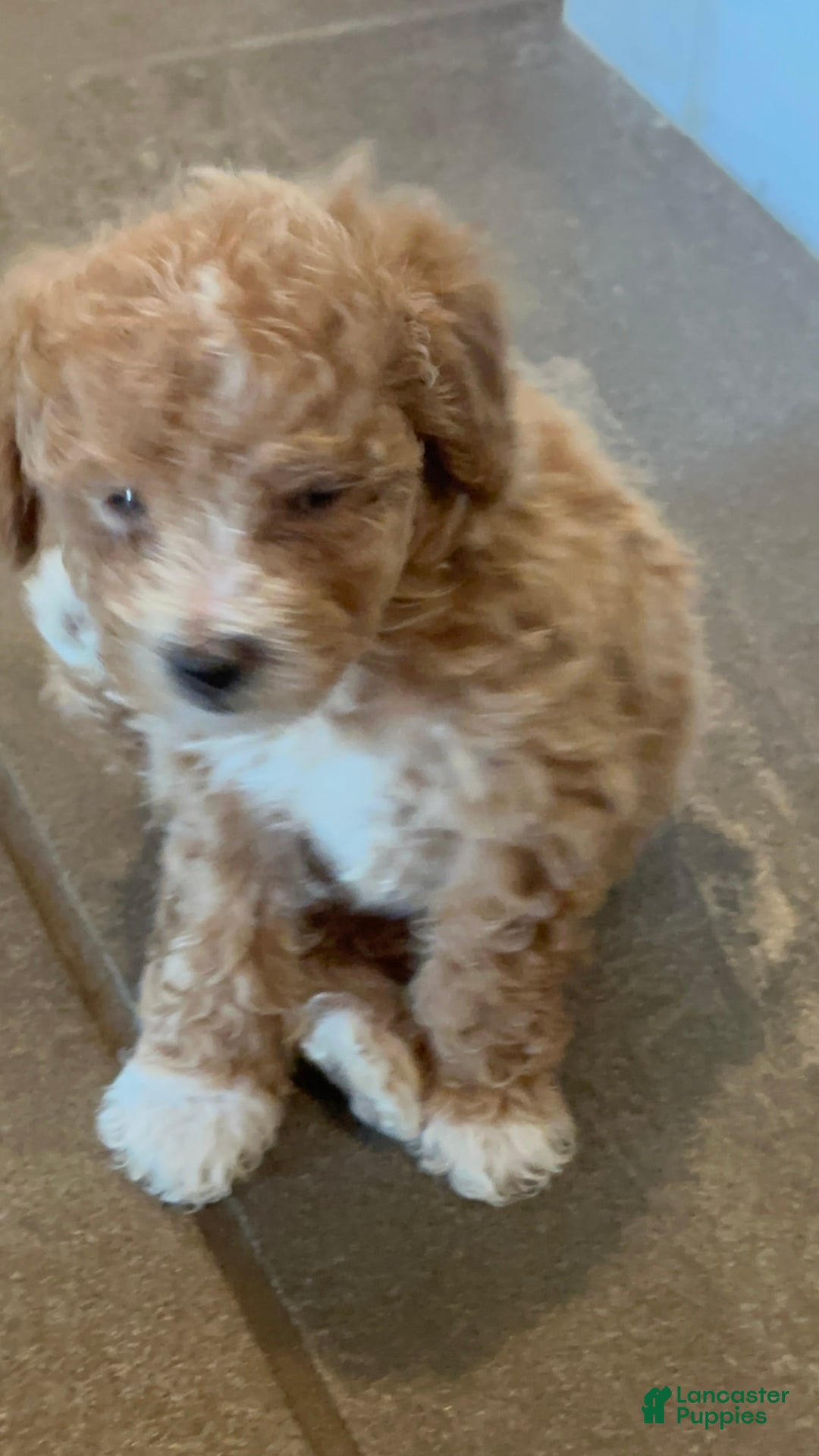 Toy Poodle dogs for sale: Thumpy - Image 1