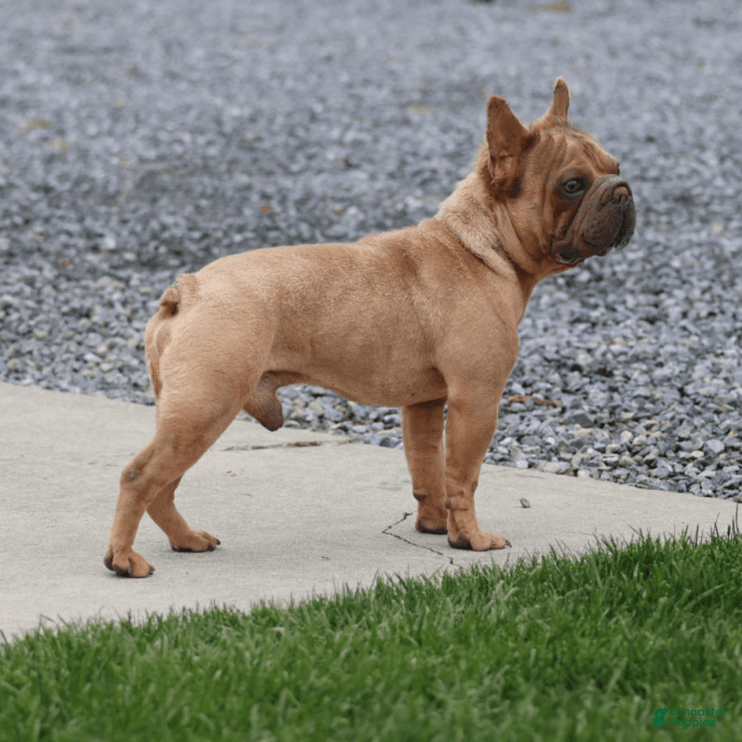 French Bulldog dogs for sale: Luca - Image 12