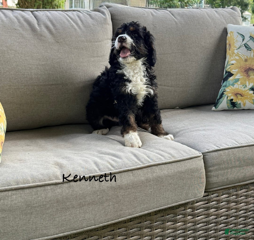 Bernedoodle dogs for sale: Kenneth - Image 3
