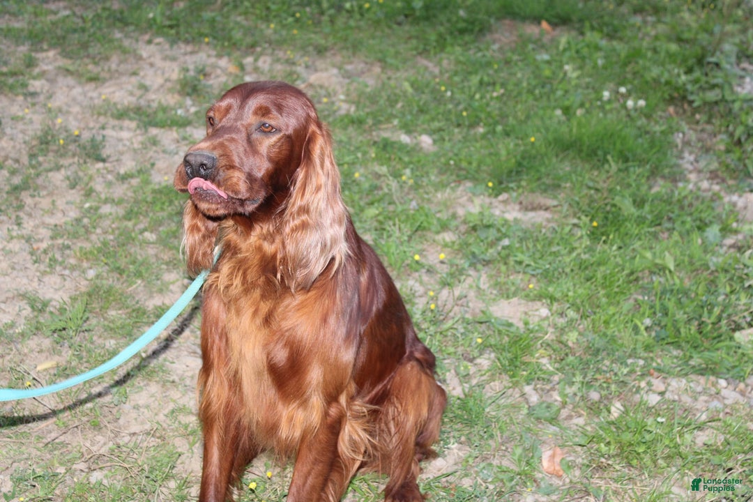 Irish Setter dogs for sale: sailor - Image 6