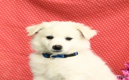 American Eskimo dogs for sale: Mars - Image 10