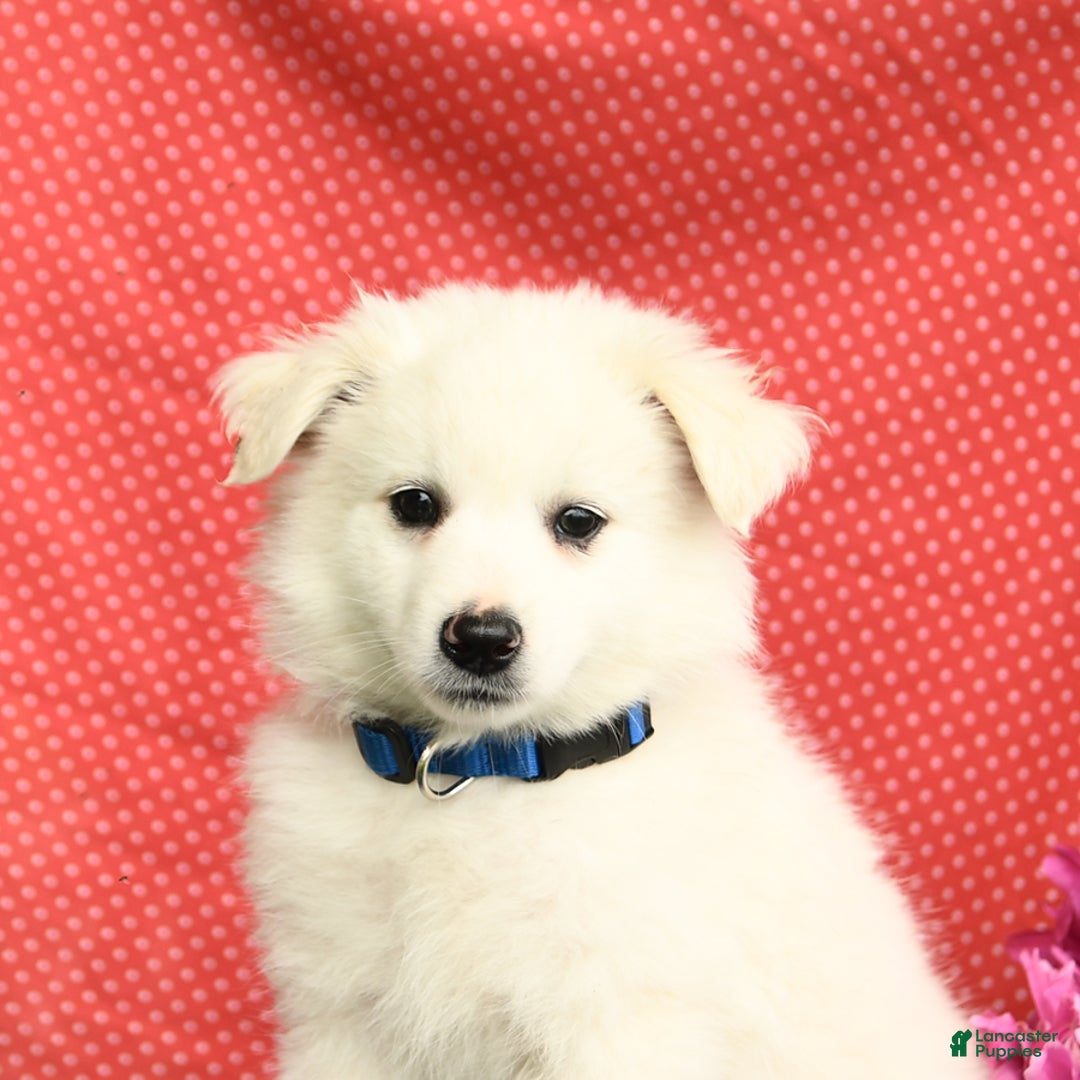 American Eskimo dogs for sale: Mars - Image 10