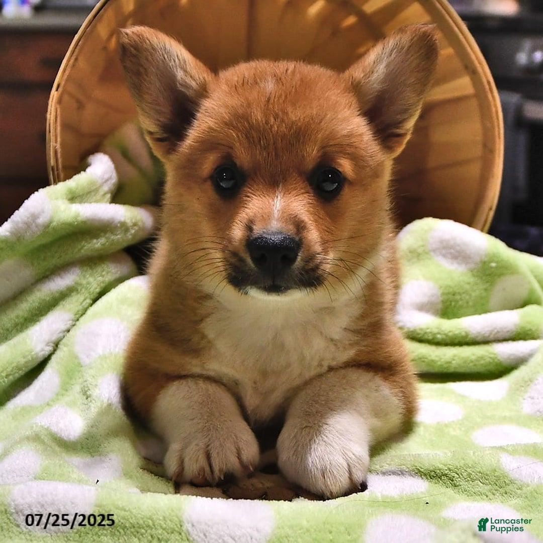 Welsh Corgi Pembroke dogs for sale: Tad - Image 8