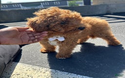 Mini Goldendoodle dogs for sale: Soda - Image 3