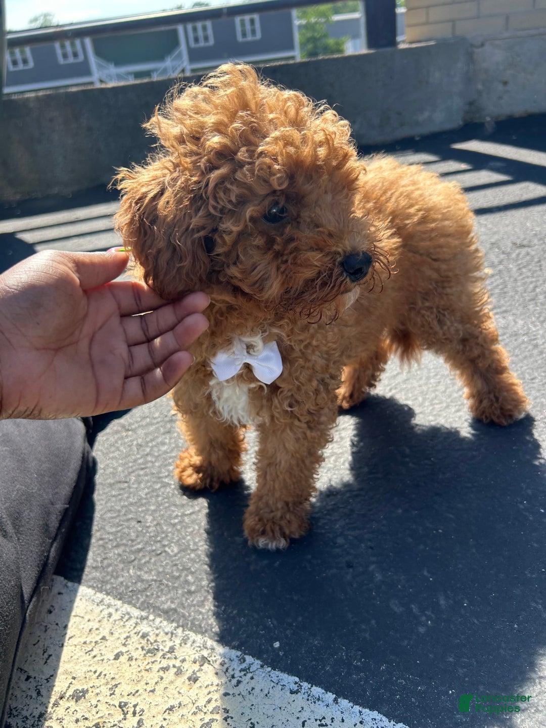Mini Goldendoodle dogs for sale: Soda - Image 3