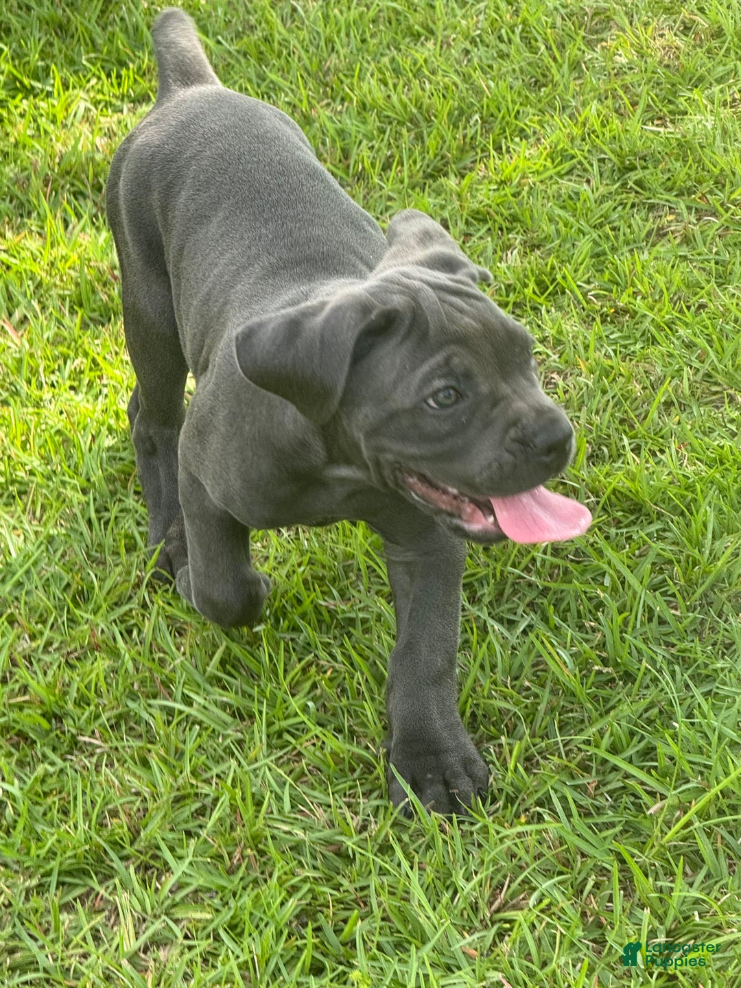 Cane Corso dogs for sale: Athena - Image 2