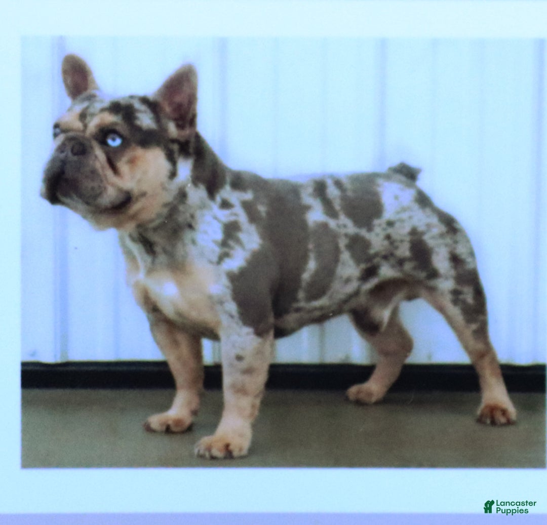 French Bulldog dogs for sale: Tootsie - Image 6