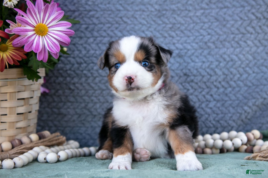 Miniature Australian Shepherd dogs for sale: Buddy - Image 1