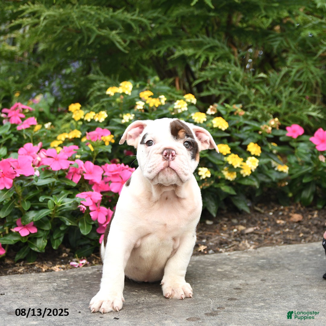 English Bulldog dogs for sale: Bailey - Image 4