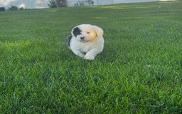 Old English Sheepdog dogs for sale: Violet - Image 7