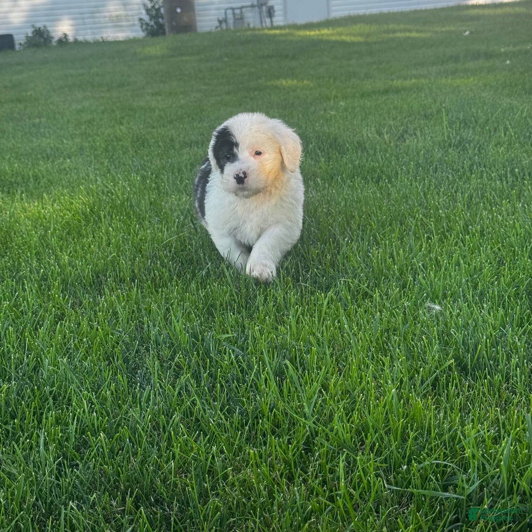Old English Sheepdog dogs for sale: Violet - Image 7