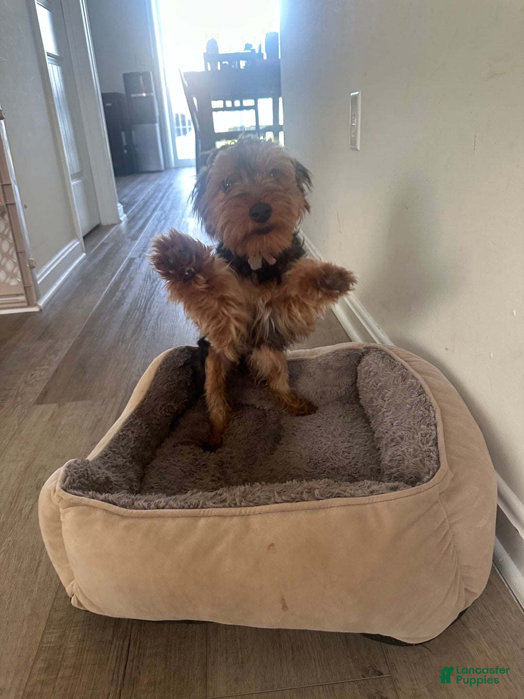 Yorkshire Terrier dogs for sale: Cici - Image 1