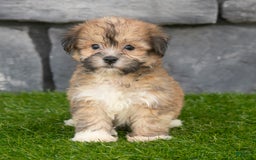 Havanese dogs for sale: Duke - Image 2