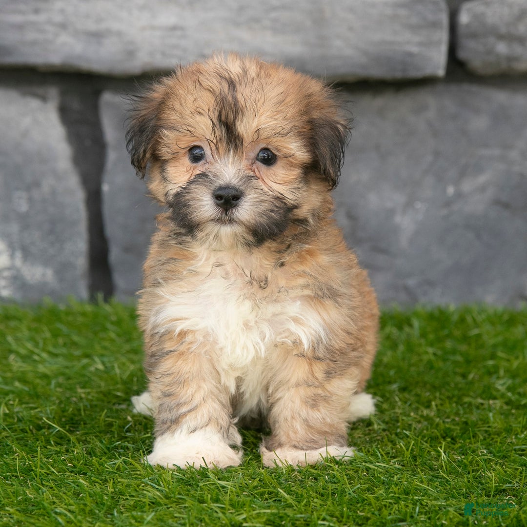 Havanese dogs for sale: Duke - Image 2