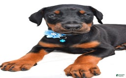 Doberman Pinscher dogs for sale: Melody - Image 5
