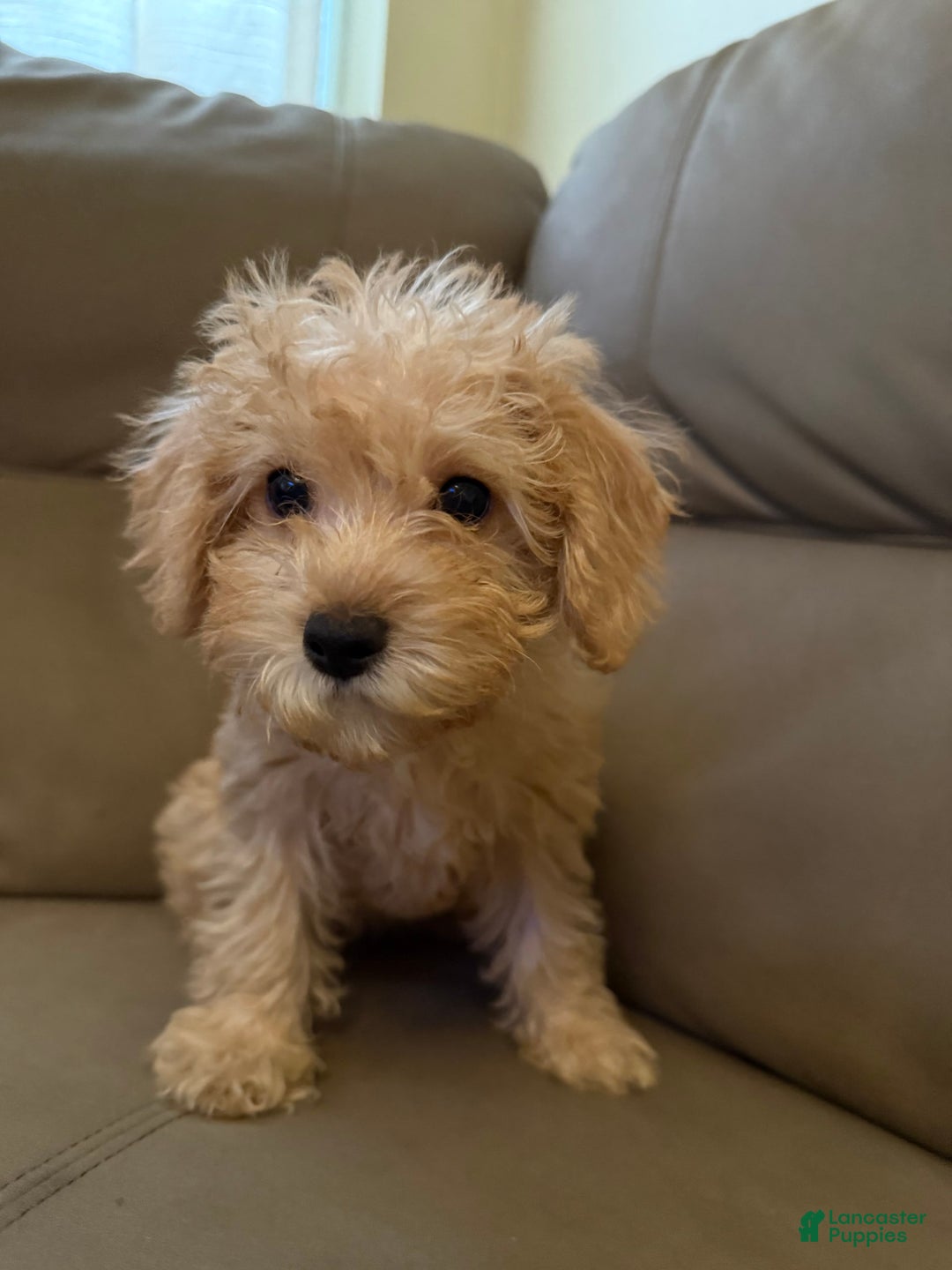 Cavapoo dogs for sale: Charlie - Image 9