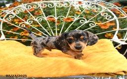 Miniature Dachshund dogs for sale: Wendy - Image 3