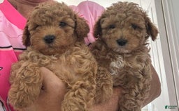 Toy Poodle dogs for sale: Jenny - Image 3