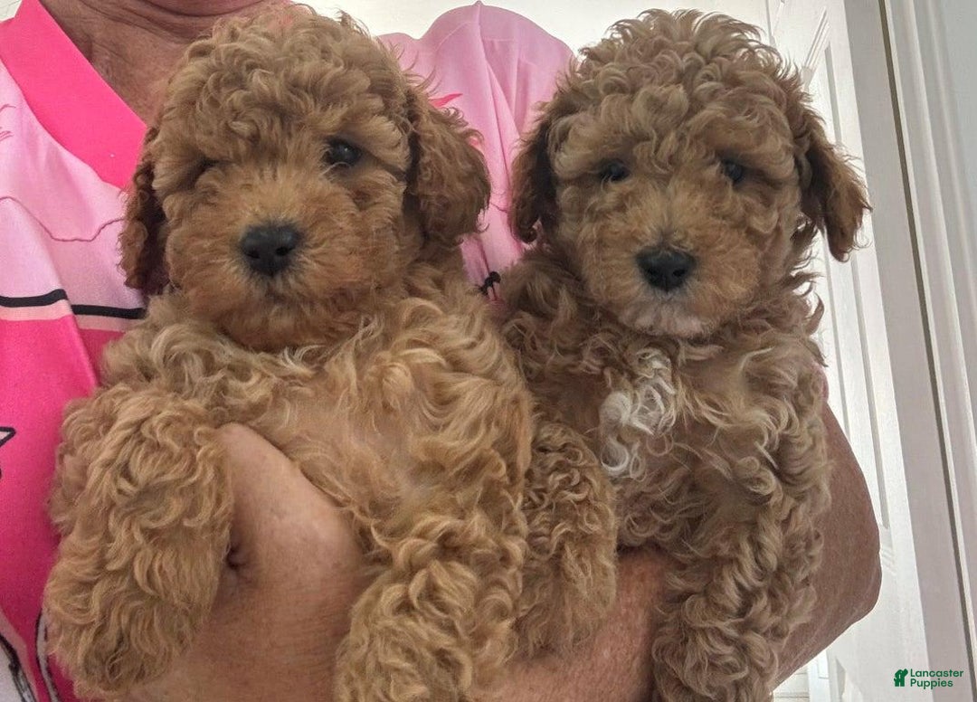 Toy Poodle dogs for sale: Jenny - Image 3
