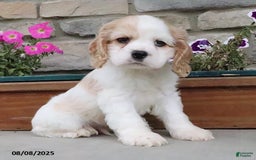 Cocker Spaniel dogs for sale: Oscar - Image 1