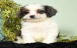 Cavapoo dogs for sale: Lincoln - Image 8