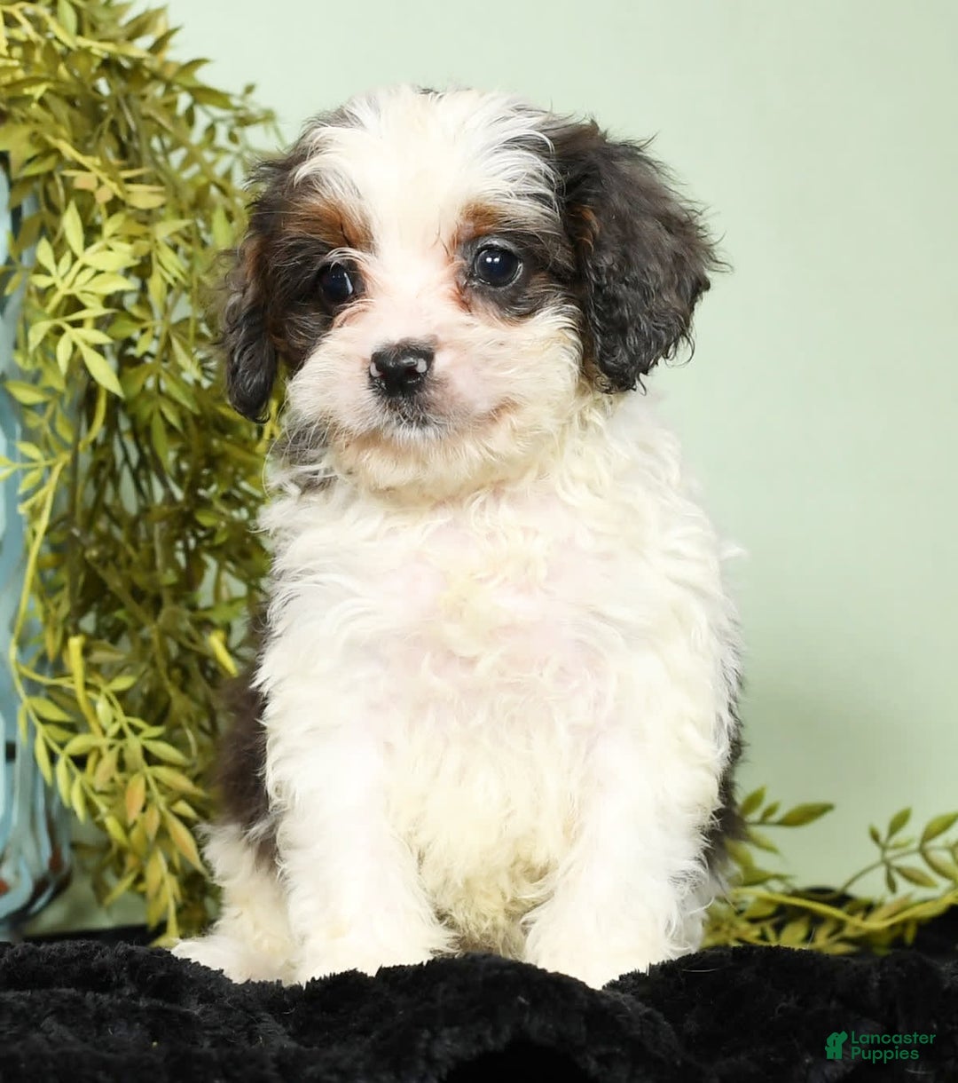 Cavapoo dogs for sale: Lincoln - Image 8