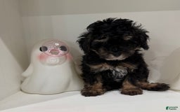 Toy Poodle dogs for sale: Chance - Image 3