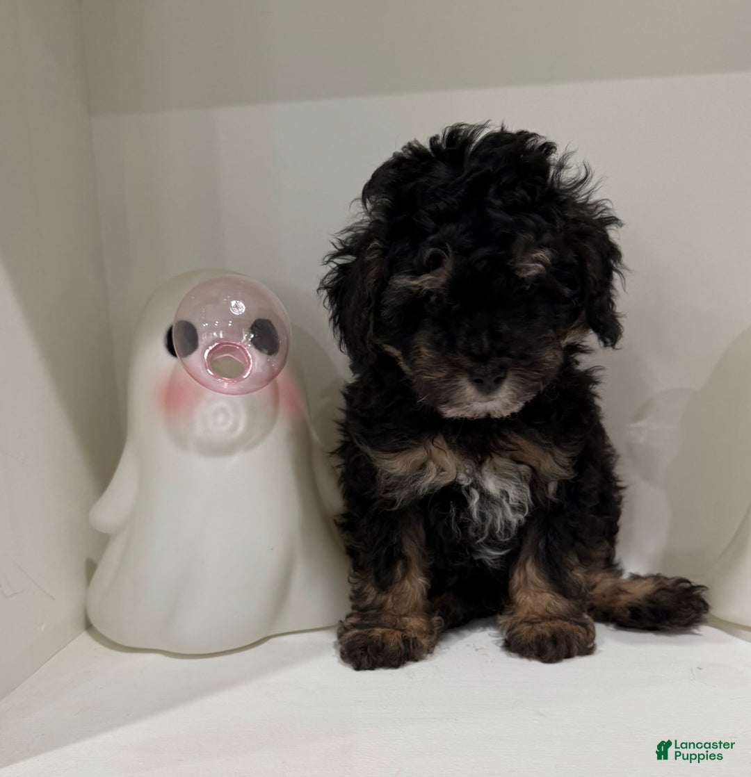 Toy Poodle dogs for sale: Chance - Image 3