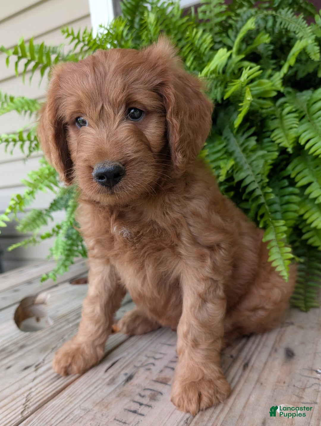 Goldendoodle dogs for sale: Ben - Image 10
