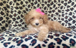 Cavapoo dogs for sale: Dutchess - Image 9