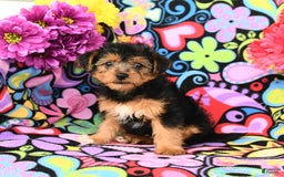 Yorkiepoo dogs for sale: Bandit - Image 3