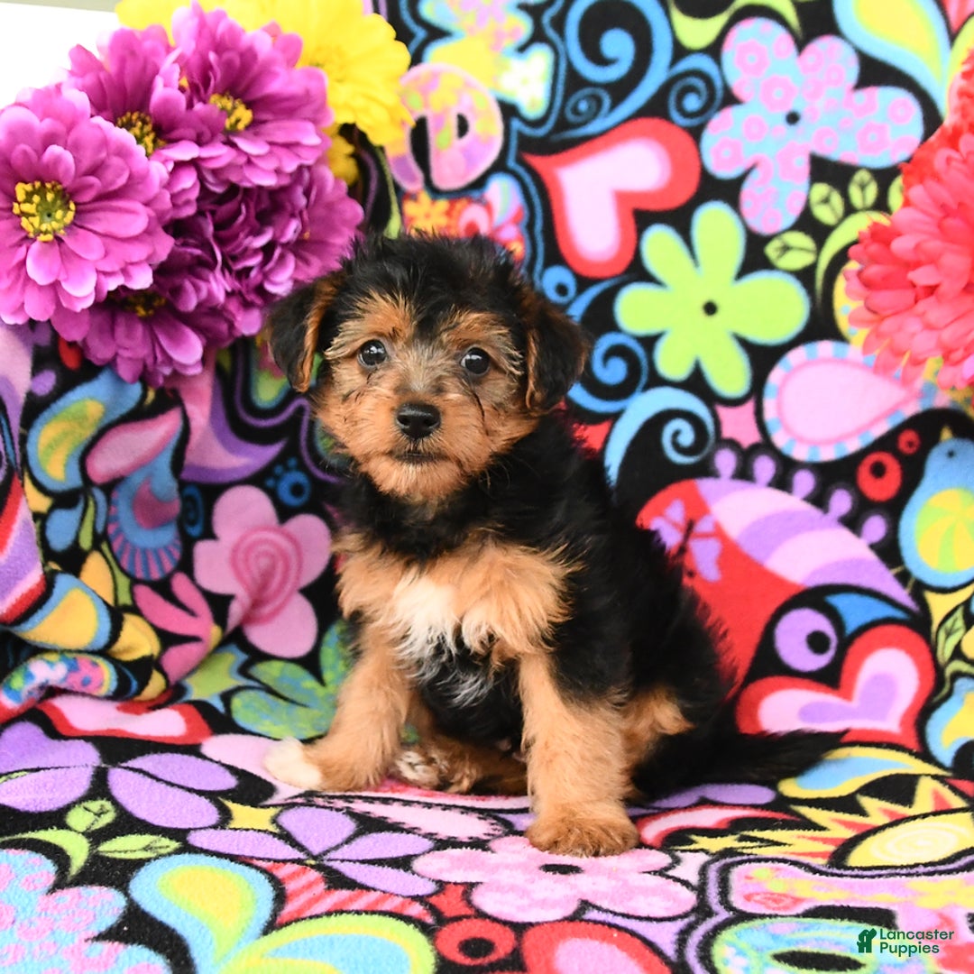 Yorkiepoo dogs for sale: Bandit - Image 3