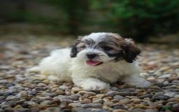 Teddy Bear dogs for sale: Marshmallow - Image 17