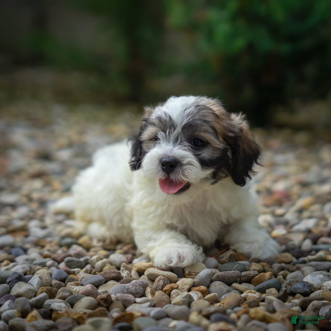 Teddy Bear dogs for sale: Marshmallow - Image 17