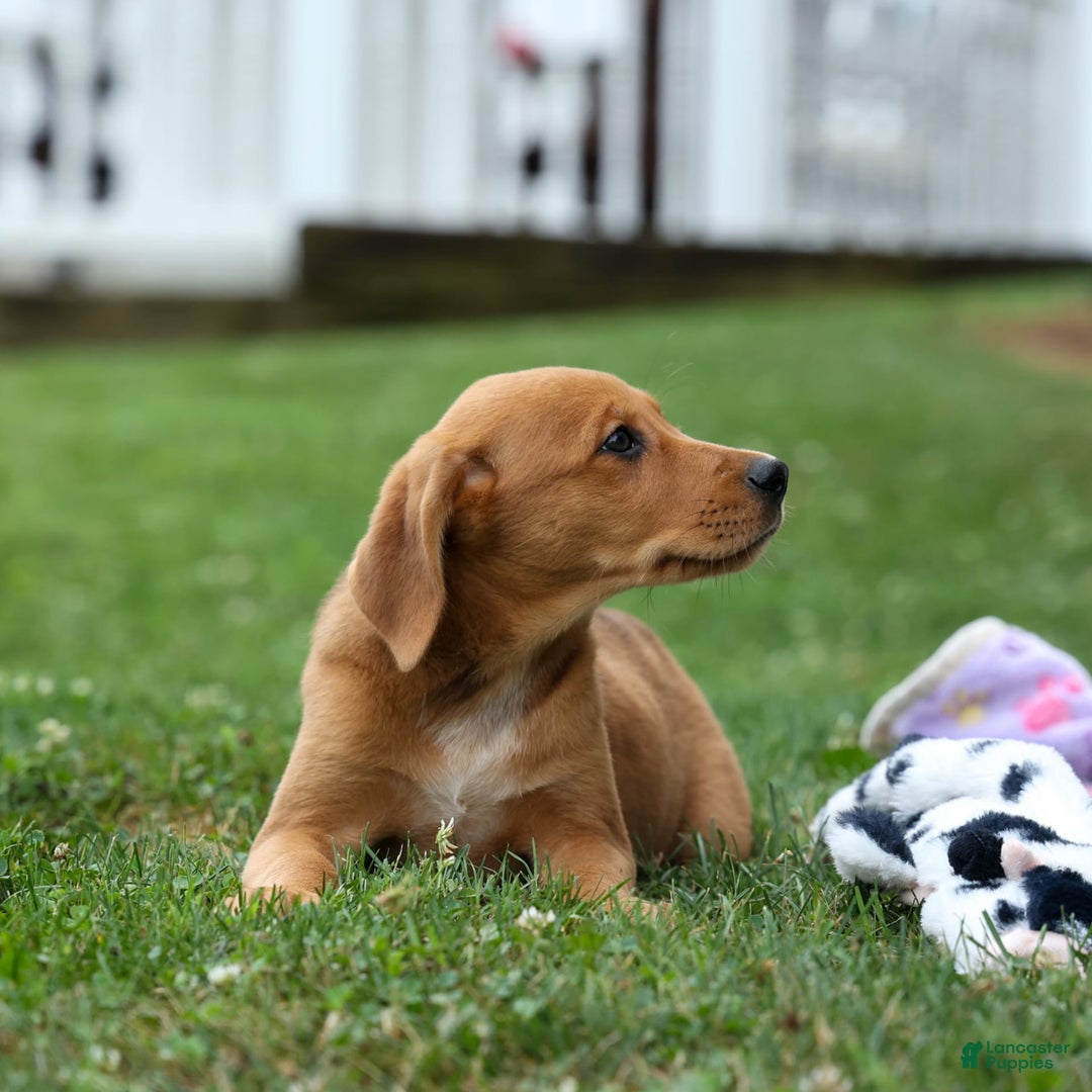 Beagle dogs for sale: Charlie - Image 4