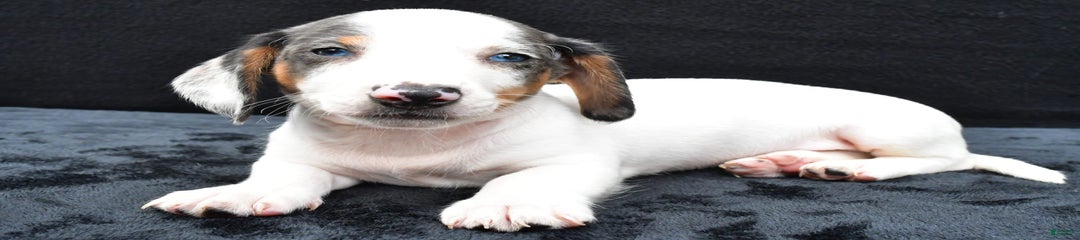 Jack