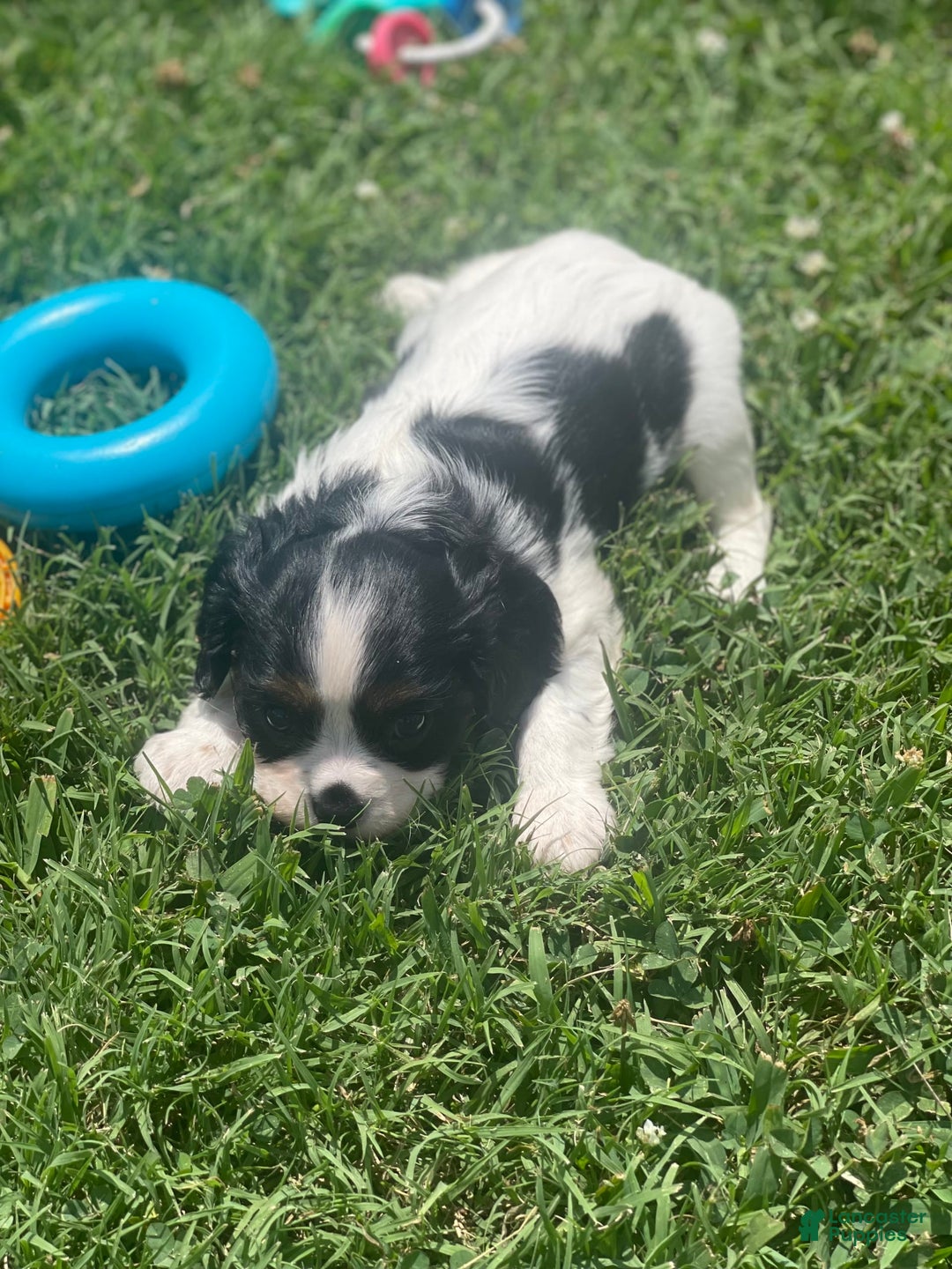 Cavalier King Charles Spaniel dogs for sale: Puppy 29 - Image 4